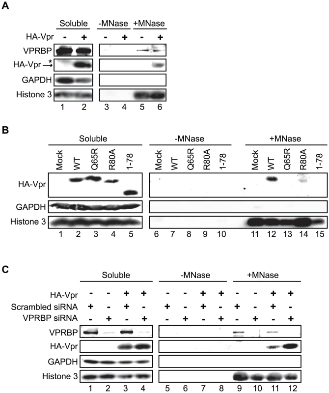 Association of Vpr with chromatin correlates with the formation of nuclear foci.
