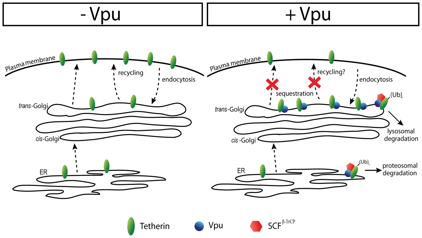 Model of Vpu-mediated down-regulation of Tetherin from the cell-surface.