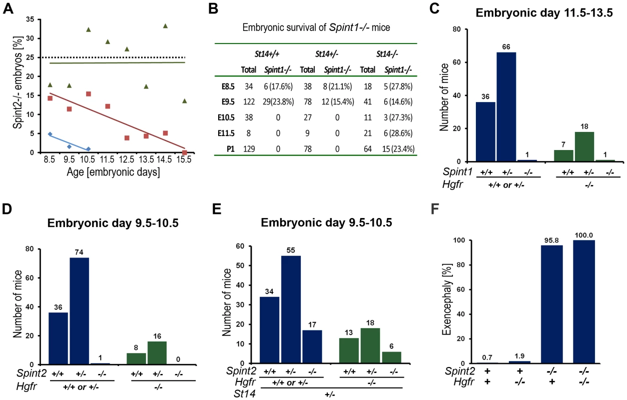 Effect of <i>St14</i> gene dosage and c-Met activity on embryonic development in HAI-1– and HAI-2–deficient mice.