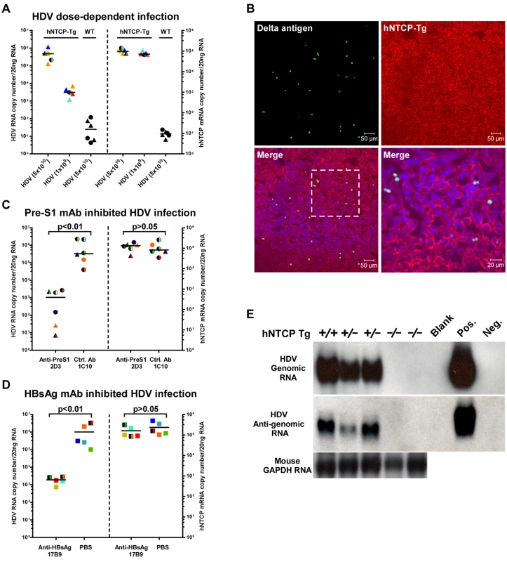 HDV infects human NTCP transgenic mice <i>in vivo</i>.