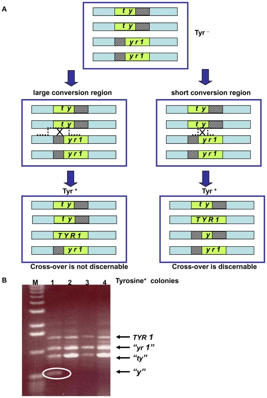 Genetic reporter for recombination between heteroalles residing on homologous chromosomes in tetraploid strains.