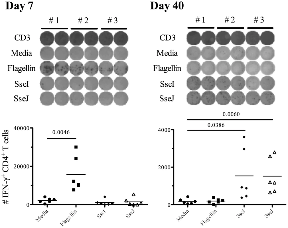 <i>Salmonella</i>-specific Th1 cells target flagellin and T3SS effectors at different time points after infection.