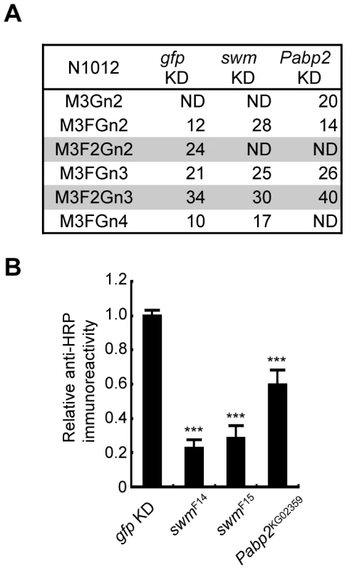 Swm and Pabp2 are required for neural-specific α1,3-fucosylation.