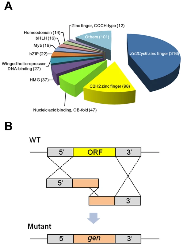 Classification and deletion strategy of putative transcription factors (TFs) in <i>Fusarium graminearum</i>.
