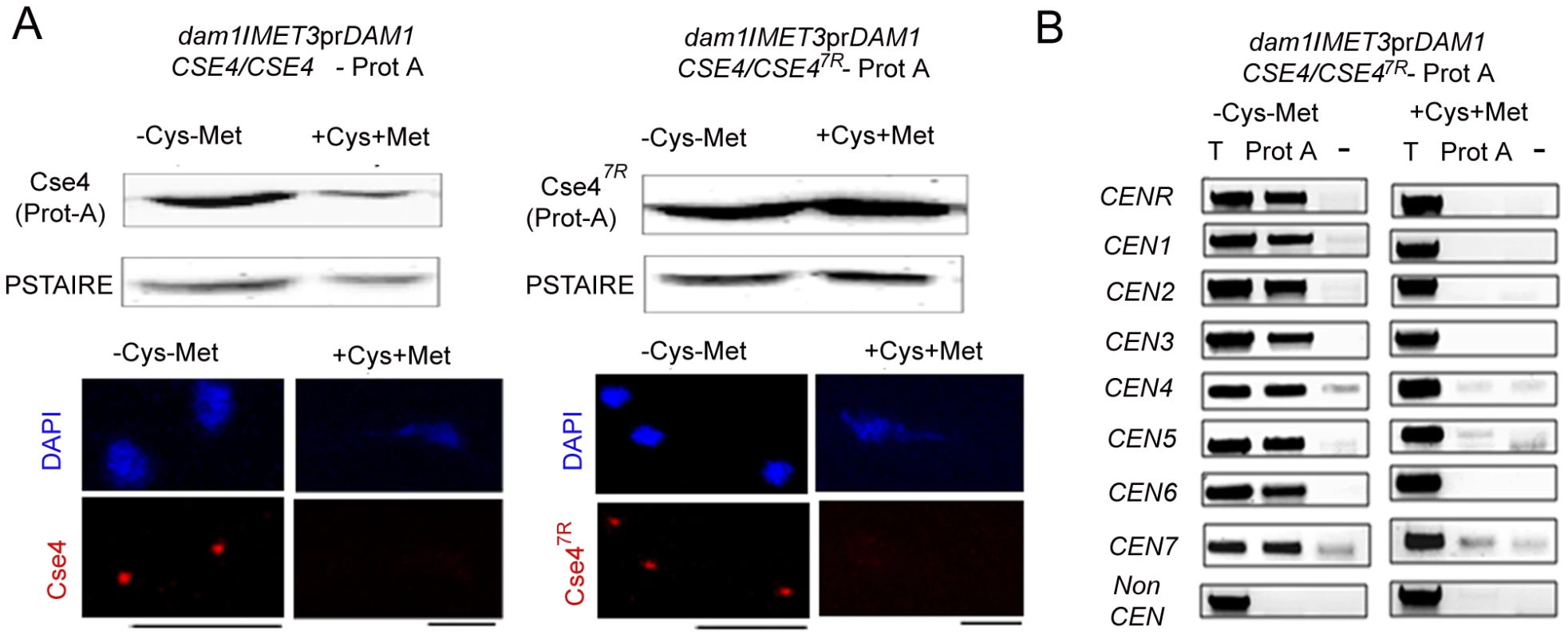 Depletion of Dam1 leads to degradation of CENP-A/Cse4 through the ubiquitin-mediated proteasomal degradation pathway.
