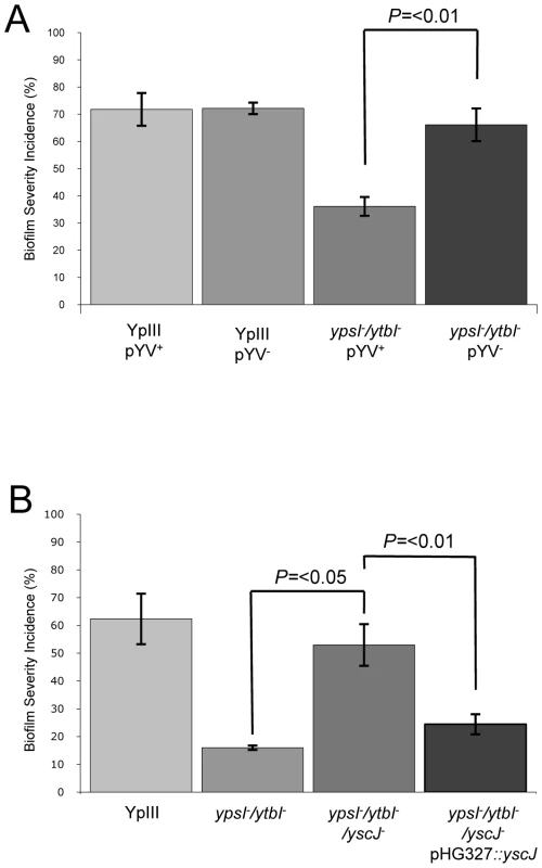 Impact of pYV and type III secretion on biofilm formation by <i>Y. pseudotuberculosis</i> YpIII on <i>C. elegans</i>.