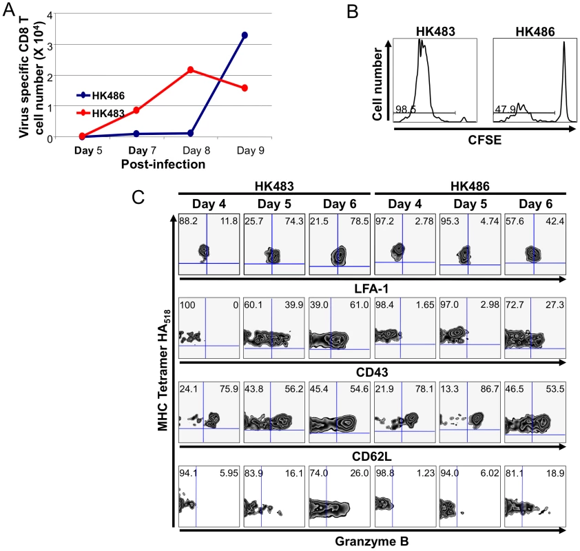CD8 T cell responses in the lung airways of mice infected with H5N1 viruses.