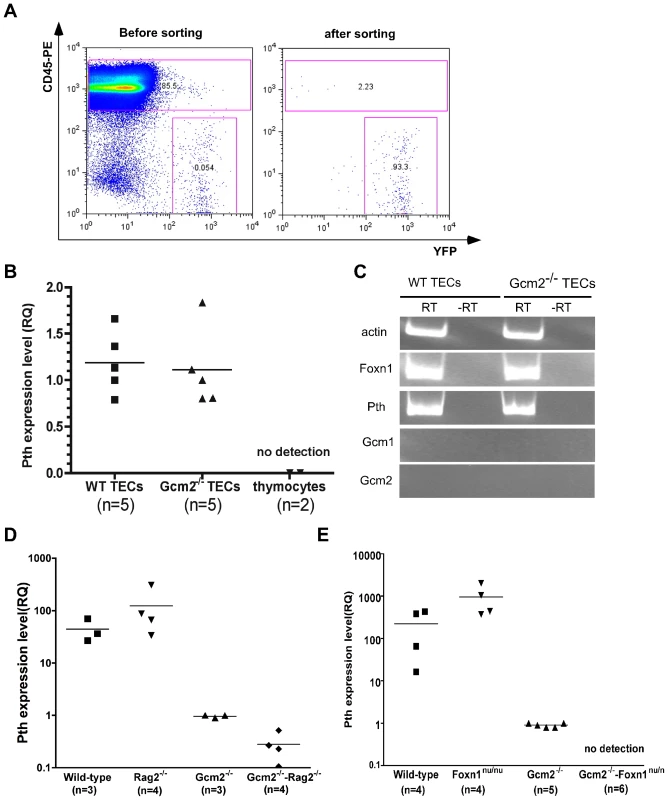 mTEC-derived PTH expression is Gcm2-independent but requires Foxn1-mediated TEC differentiation.