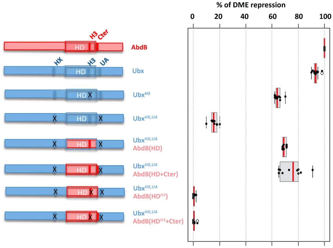 Requirement of protein domains in AbdB/Ubx chimeric proteins for DME repression.