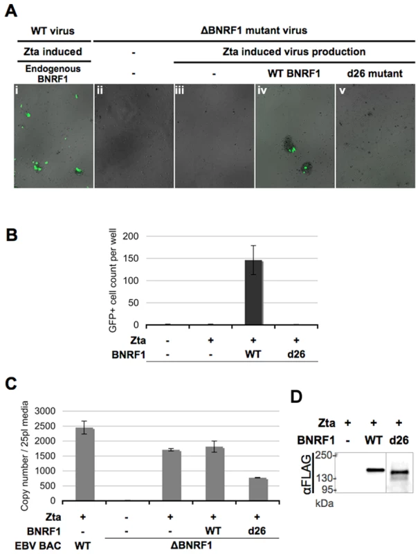 △BNRF1 mutant virus infection can be rescued by ectopic complementation with wild type, but not Daxx-interaction-deficient BNRF1.