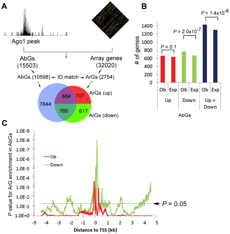 Combined ChIP-seq and microarray analysis reveals that Ago1 depletion affects expression of Ago1-bound genes.