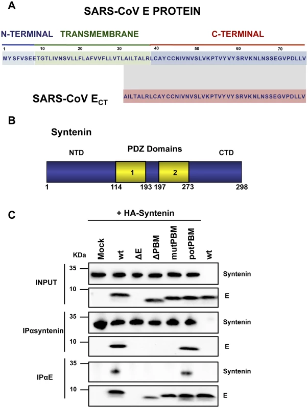 Interaction of SARS-CoV E protein with cellular syntenin.