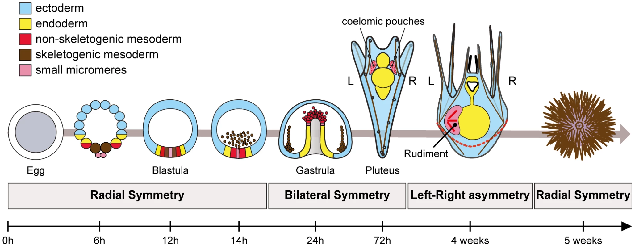 Establishment of left-right asymmetry in echinoderms.