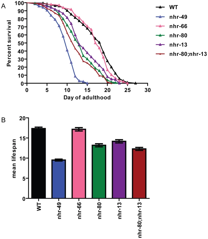 <i>nhr-80; nhr-13</i> double mutants have a reduced lifespan comparable to that of <i>nhr-49</i> animals.