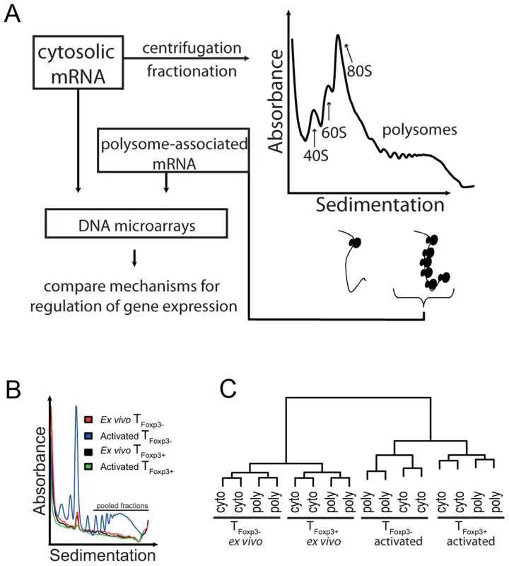 Genome-wide analysis of translationally regulated mRNAs in primary CD4<sup>+</sup> T cell subsets.
