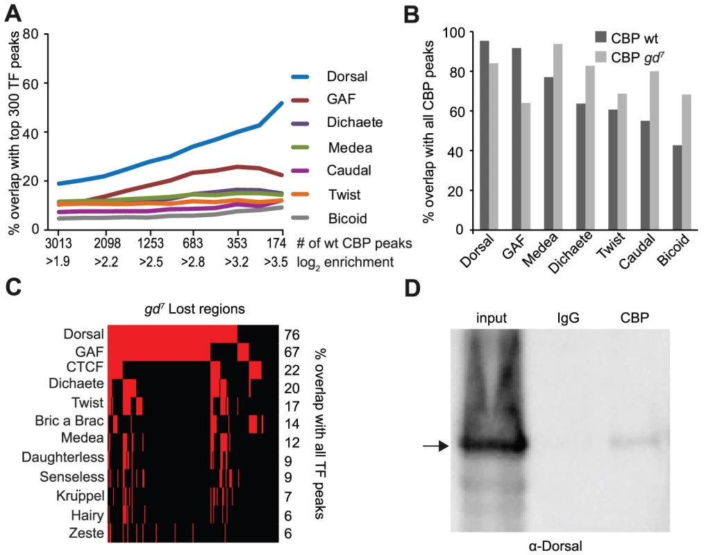 CBP and Dorsal co-occupy the genome more extensively than 39 other transcription factors in early <i>Drosophila</i> embryos.