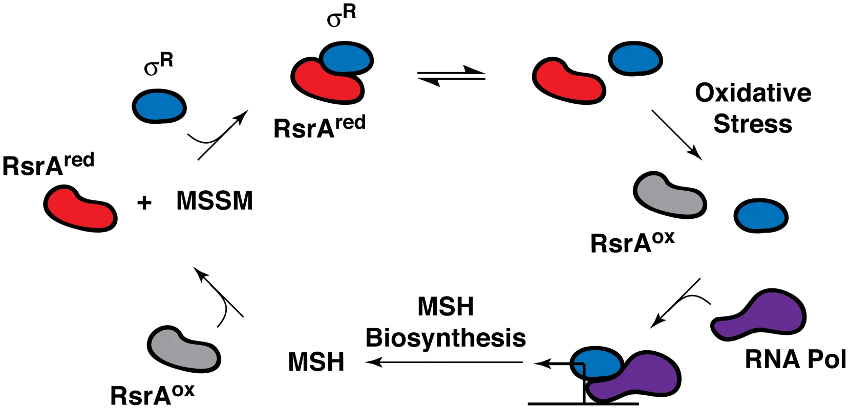 Feedback regulation of RsrA activity and SigR (σ<sup>R</sup>)-mediated transcription by MSH in <i>S. coelicolor</i>.