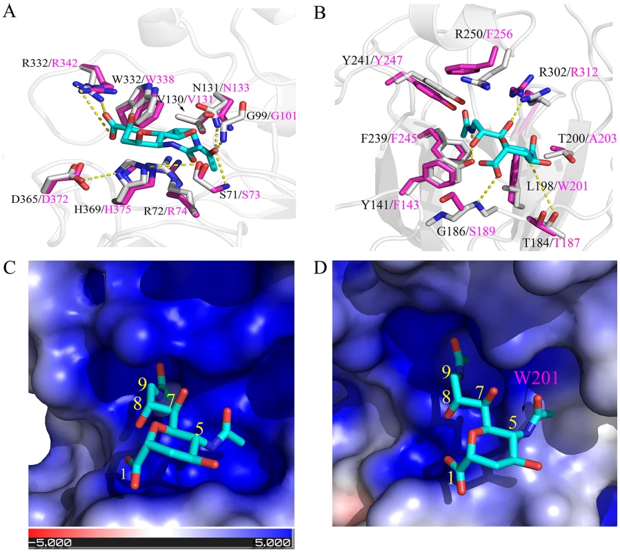 Structural comparisons of C/OK and human C HE receptor-binding pocket and substrate-binding site.