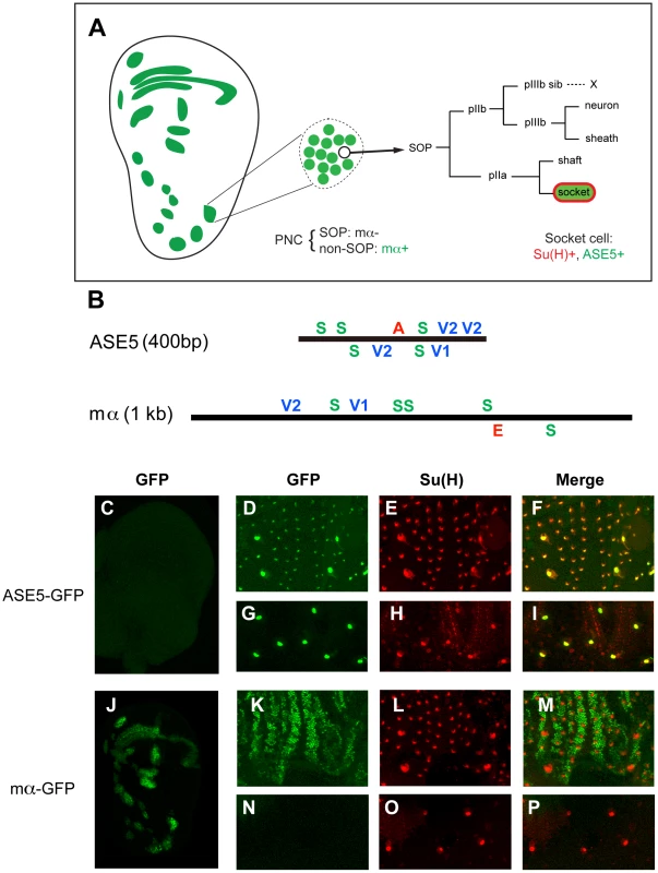 ASE5 and the mα enhancer are active in distinct cell types in development.
