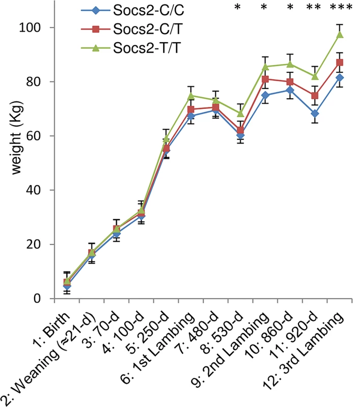 Effect of <i>Socs2</i> genotype on body weight in eighteen sheep.