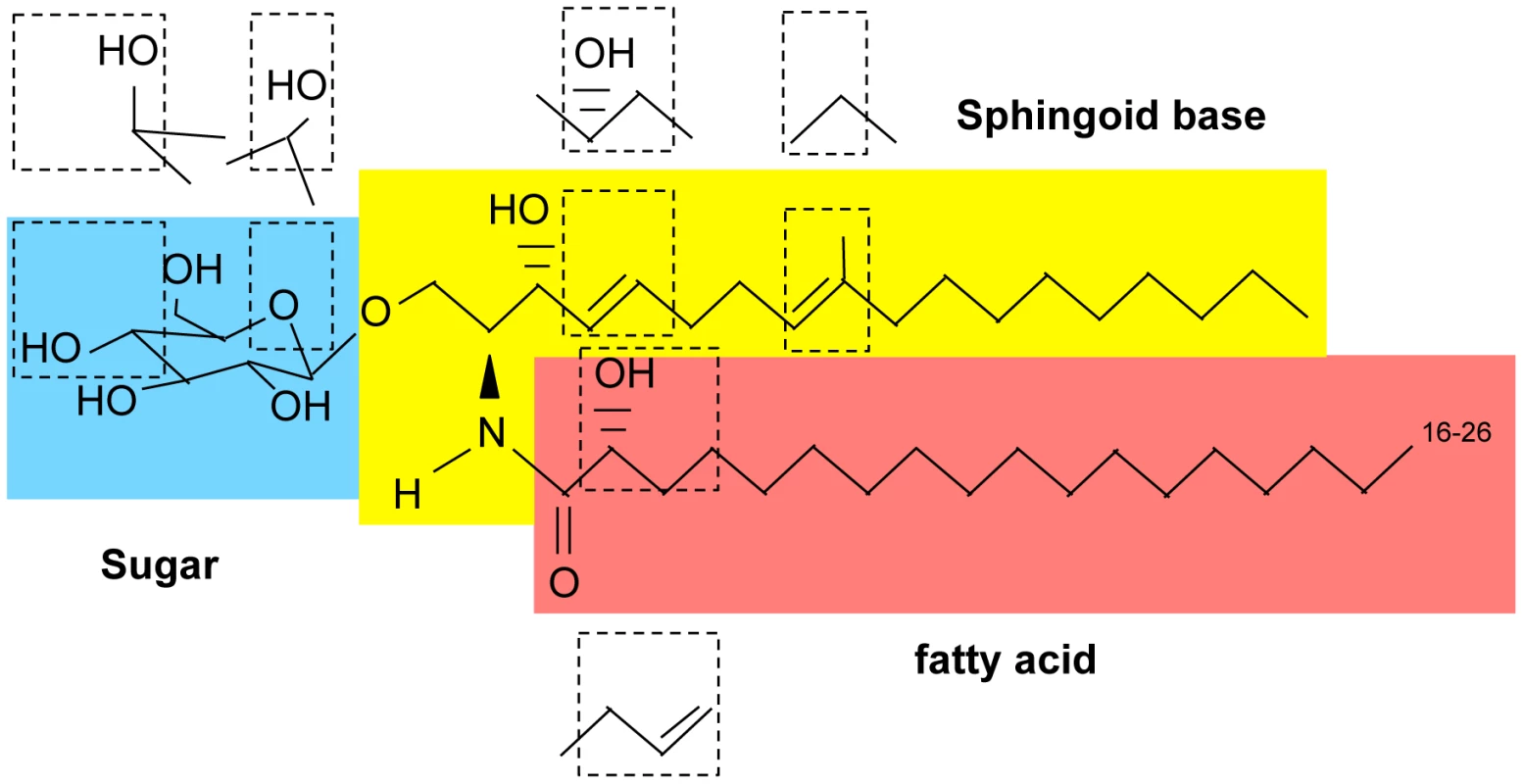 Basic structure of glycosphingolipids.