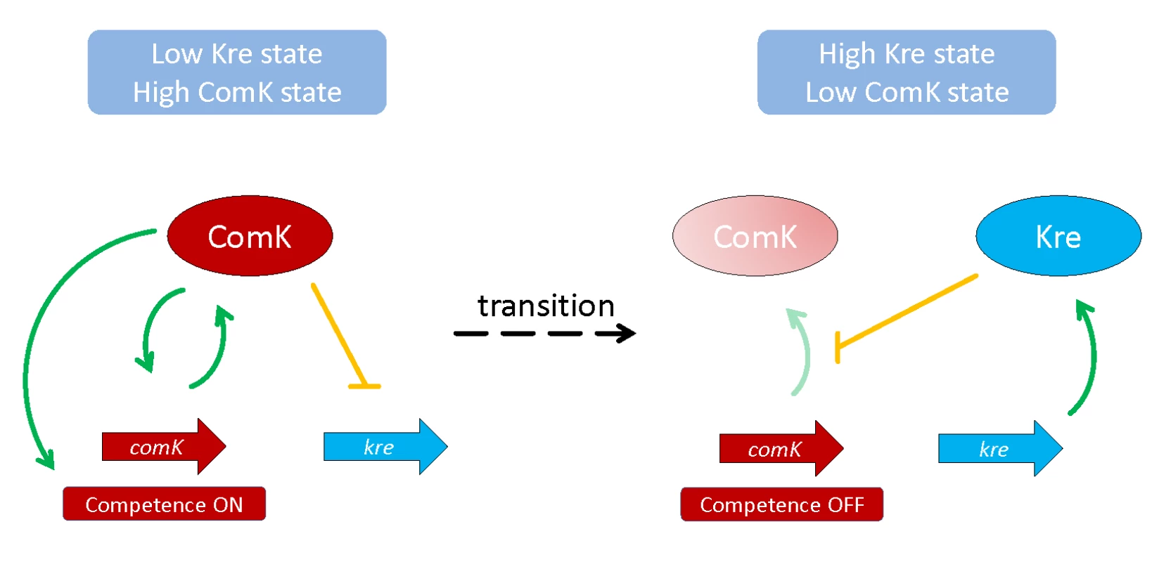 Feedback loops that control the bistable gene expression of genetic competence in <i>B</i>. <i>subtilis</i>.