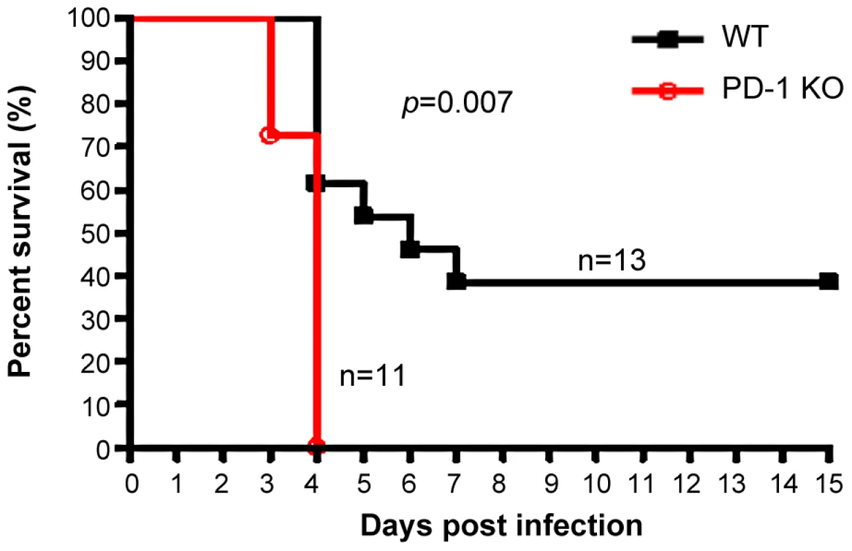 PD-1-deficiency resulted in higher mortality after MHV-3 infection.