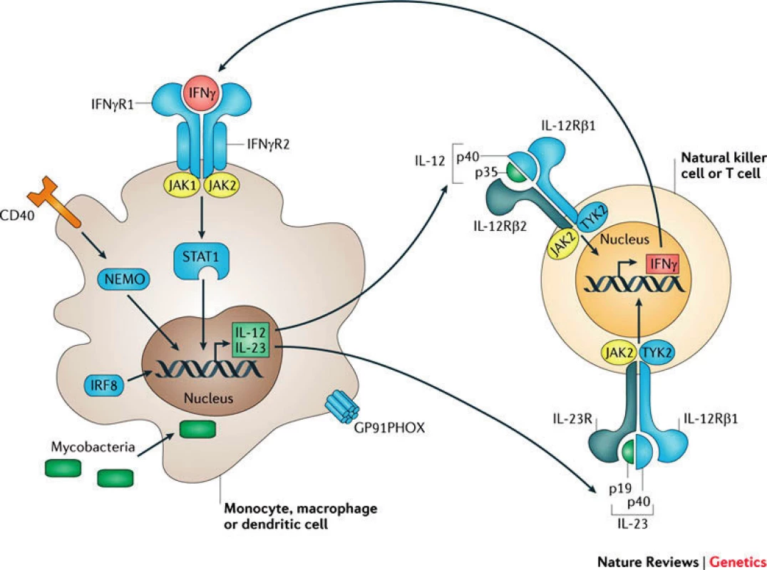 Signalizační osa IL12–IL23/IFNγ, modře jsou zvýrazněny kauzální defekty MSMD (převzato z Human genetic susceptibility to infectious disease, Stephen J. Chapman &amp; Adrian V. S. Hill, Nature Reviews Genetics 2012 March; 13: 175–188).
Fig. 1. IL12–IL23/IFNγ signalling pathways. Causative MSMD defects are shown in blue (Human genetic susceptibility to infectious disease, Stephen J. Chapman &amp; Adrian V. S. Hill, Nature Reviews Genetics 2012 March; 13: 175–188).
