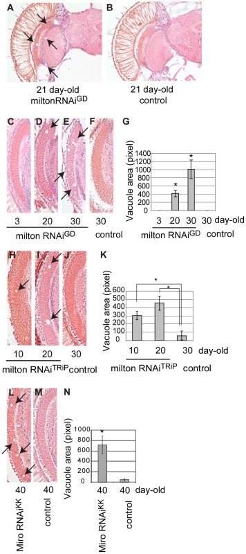 RNAi–mediated knockdown of milton or Miro in neurons causes age-dependent neurodegeneration in the fly brain.