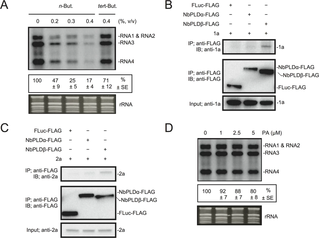 BMV RNA replication requires PLD-derived PA in <i>N</i>. <i>benthamiana</i> protoplasts.