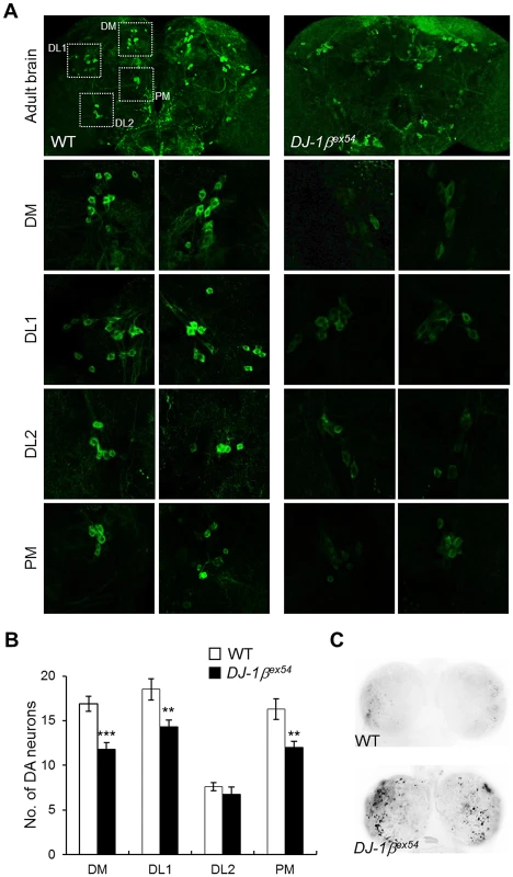 Decreased DA neurons and increased apoptosis in <i>DJ-1β</i> mutant under oxidative stress conditions.