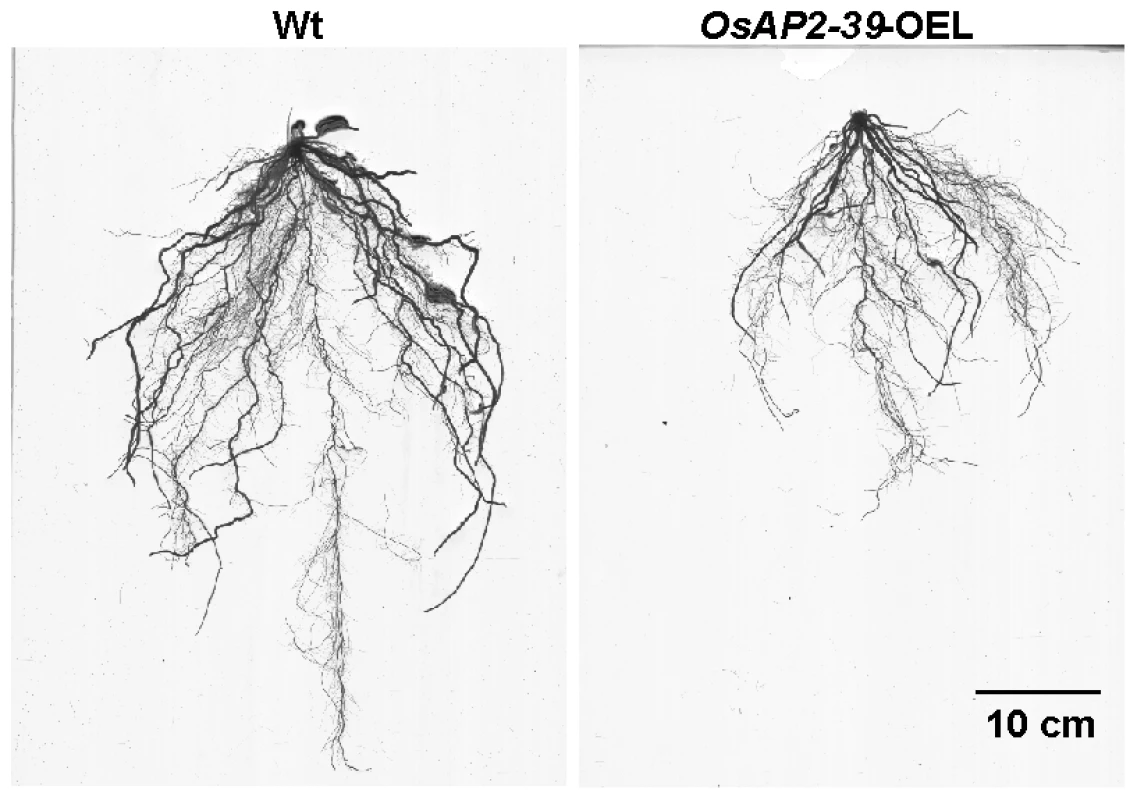 The size of roots system is significantly reduced by the <i>OsAP2-39</i> overexpression in rice.