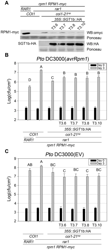 SGT1b over-expression antagonizes <i>coi1<sup>rsp</sup></i>-dependent RPM1 accumulation and <i>RPM1</i>-mediated disease resistance in <i>rar1</i>.