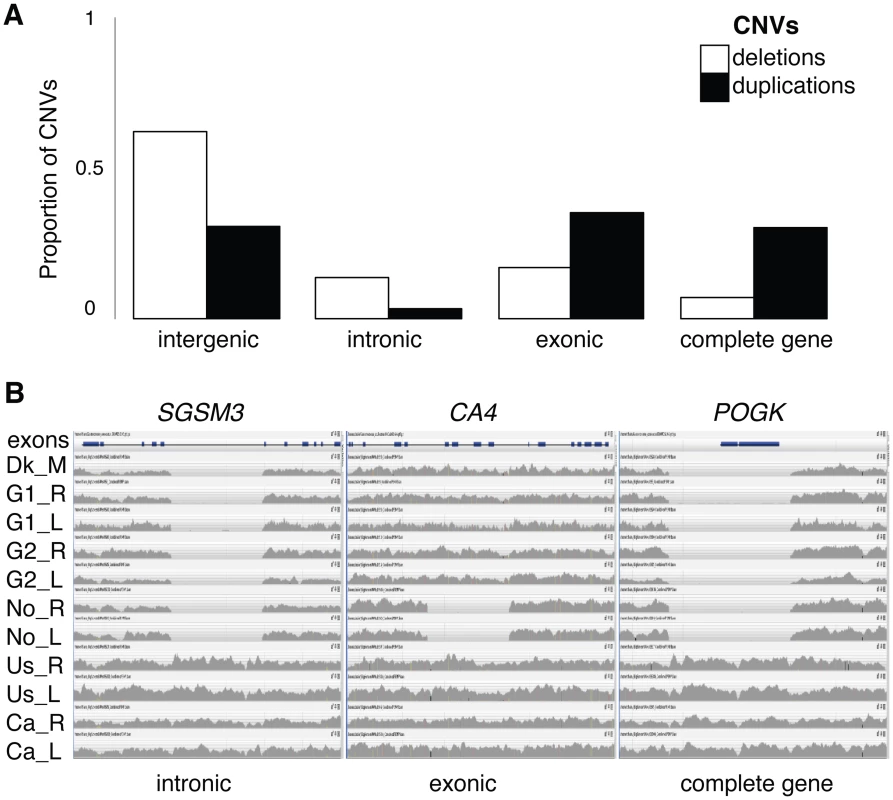 CNV proportions across genomic regions and homozygous deletions.