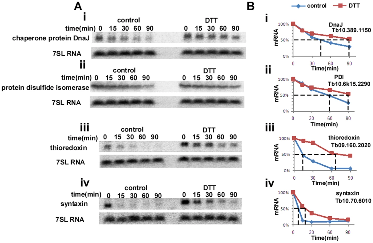 ER-stress response regulates the half-life of mRNAs.