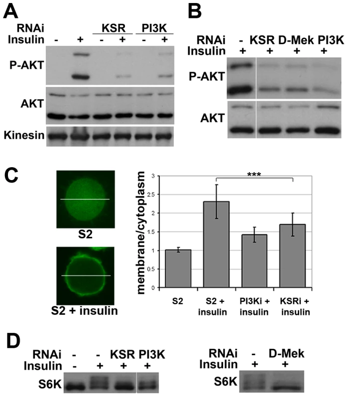 Impaired insulin signaling activation upon MAPK/ERK inhibition.