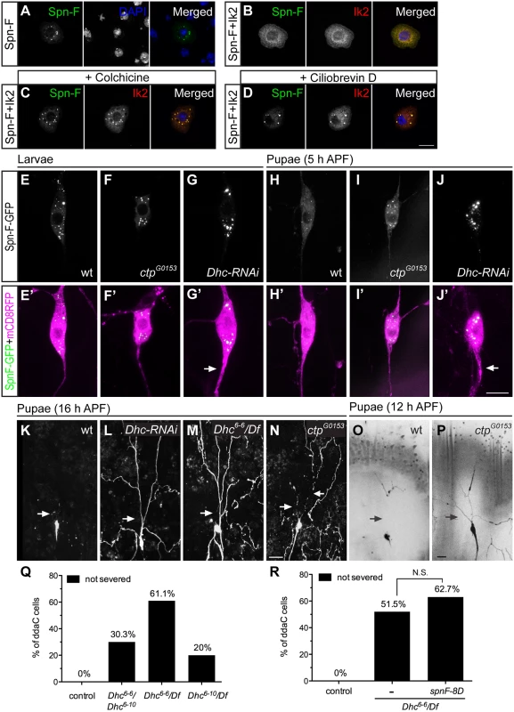 The function of cytoplasmic dynein complex is required for Spn-F redistribution and dendrite pruning.