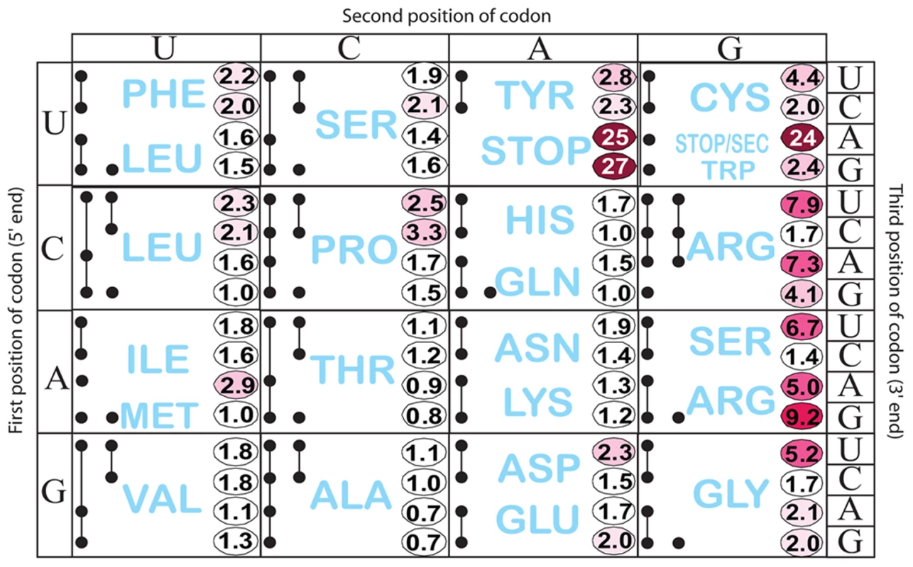 Histidine operon expression with His5 of the leader substituted by all 64 codons.