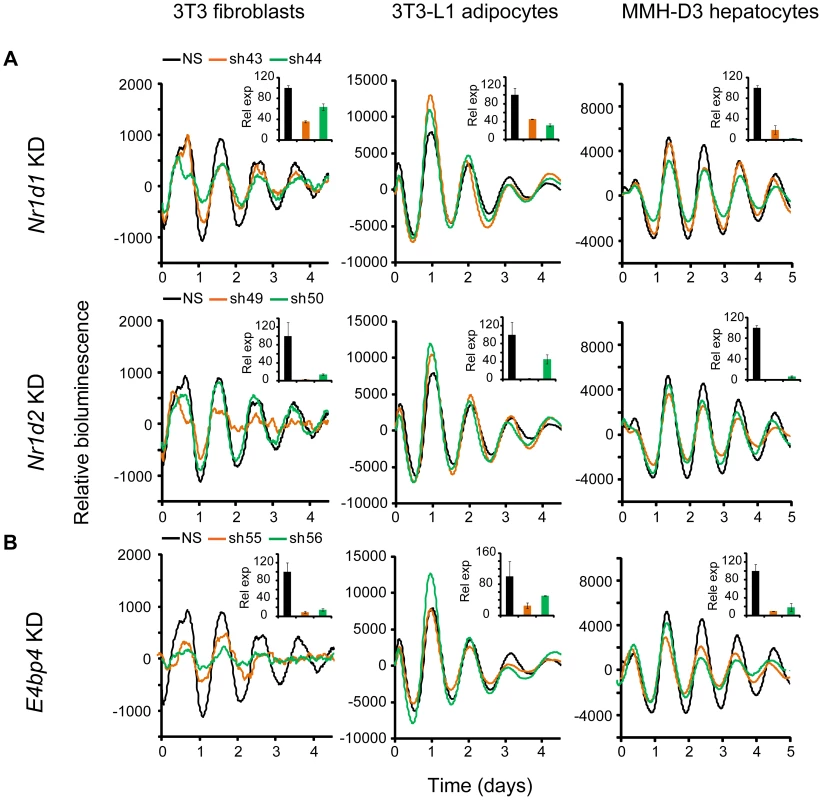 Knockdowns of <i>Nr1d1</i>, <i>Nr1d2</i>, and <i>E4bp4</i> lead to cell type-specific circadian phenotypes.