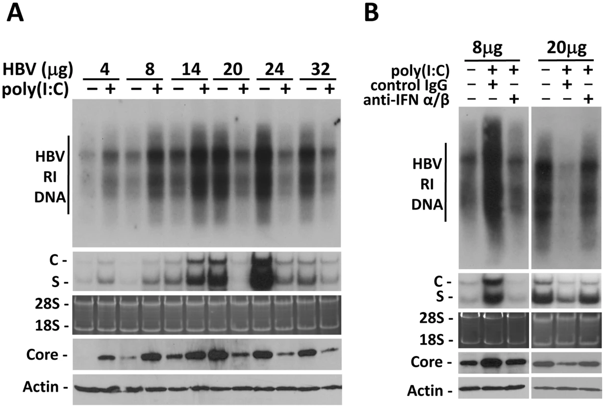 Viral load-dependent effect of IFN- α/β on HBV in mice.