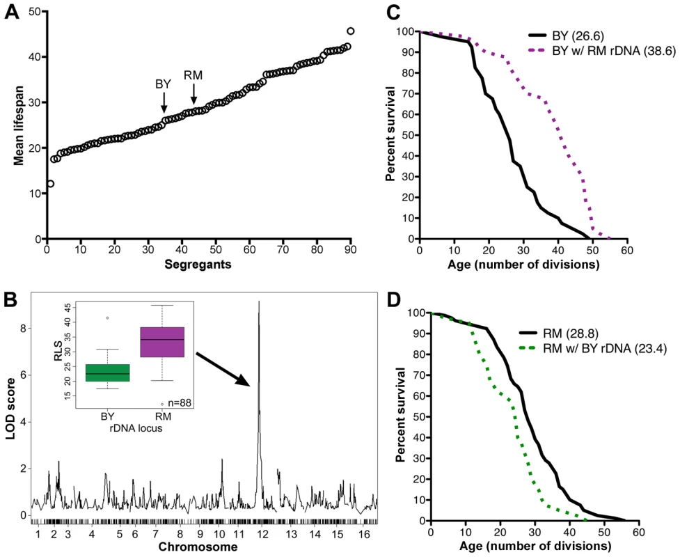 rDNA is the major regulator of replicative lifespan in the RM/BY cross.