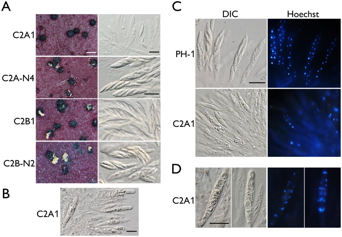 Assays for defects in sexual reproduction in the <i>cdc2A</i> and <i>cdc2B</i> deletion mutants.