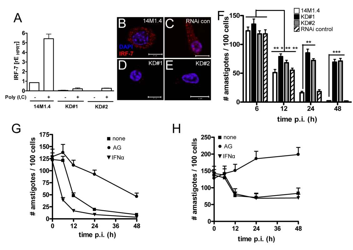 IRF-7-dependent killing of <i>Leishmania</i> in 14M1.4 cells.