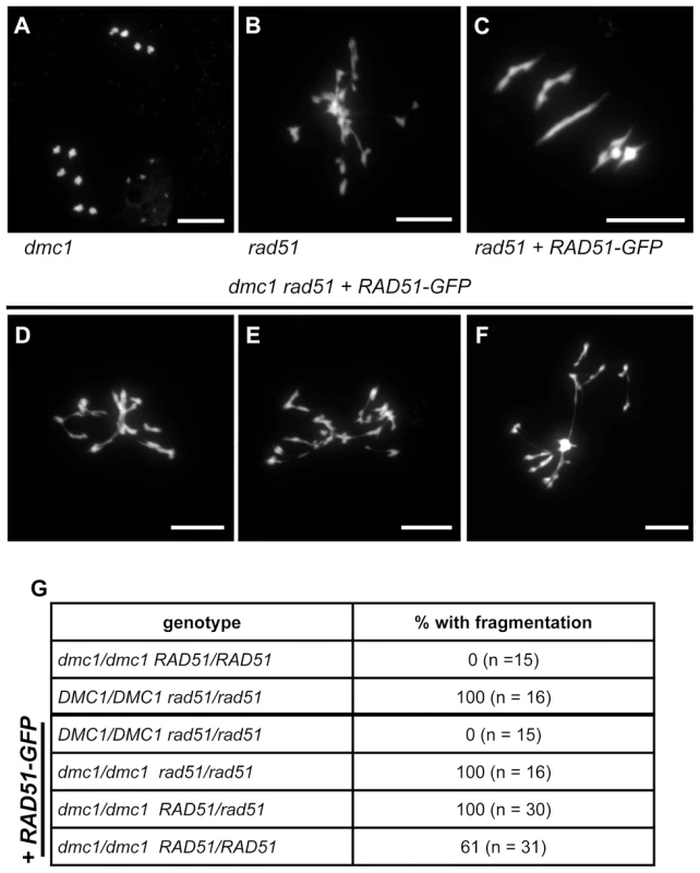 Absence of DMC1 in <i>rad51</i> RAD51-GFP mutants leads to extensive chromosome fragmentation.