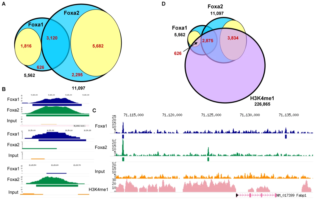 Identification of Genomic Targets of Foxa1 and Foxa2 in Adult Liver.