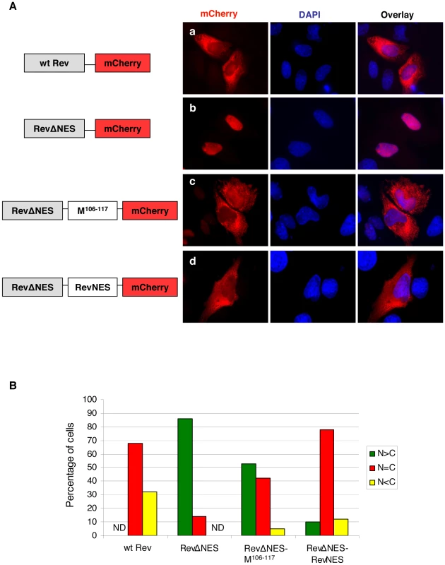 NiV-M NES partially restores nuclear export to an NES-defective HIV Rev.