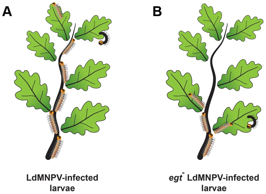 Baculovirus-induced climbing behavior, historically known as “Wipfelkrankheit” (tree top disease), has been attributed to the viral <i>egt</i> gene.