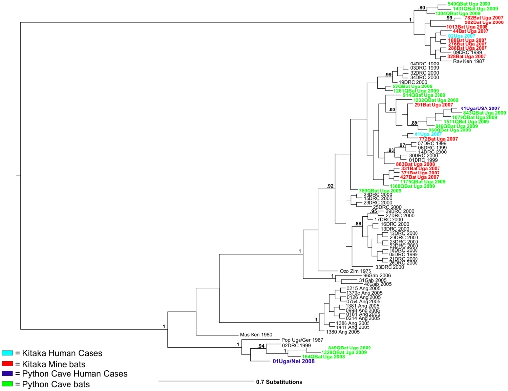 Bayesian phylogeny of Marburg NP and VP35 genes.