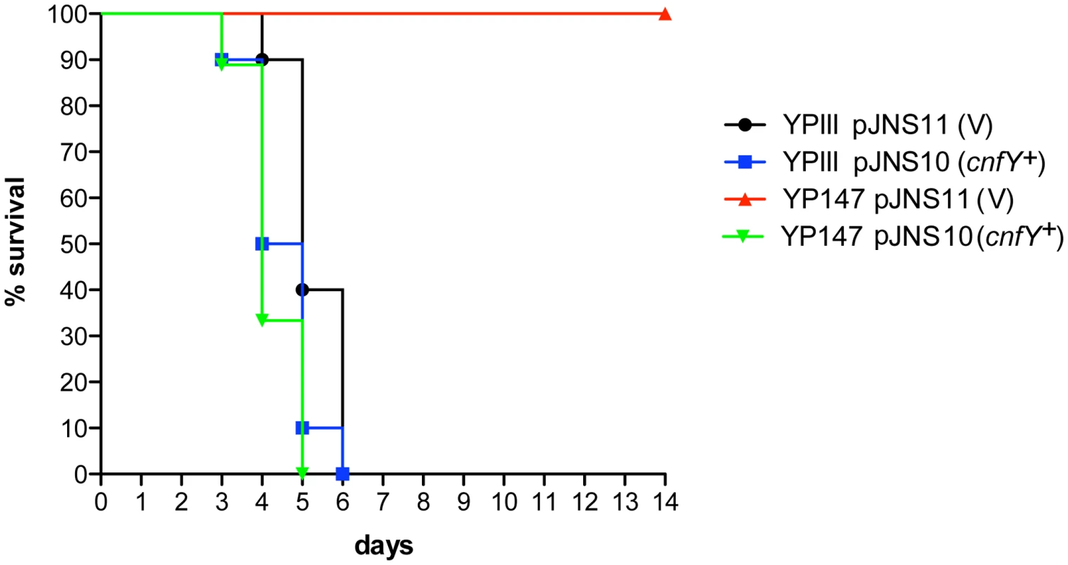 Influence of <i>cnfY</i> on the survival of BALB/c mice infected with <i>Y. pseudotuberculosis</i>.