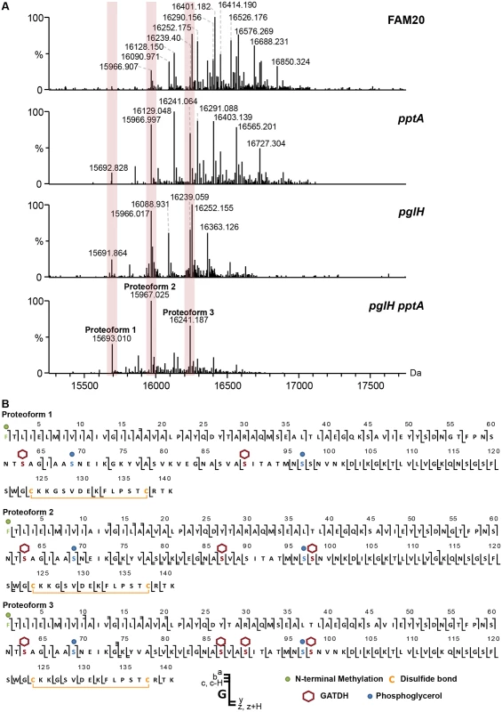 Analysis of the posttranslational modifications of the class II pilin expressing strain FAM20.